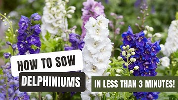 Sowing Dazzling Delphiniums From Seed