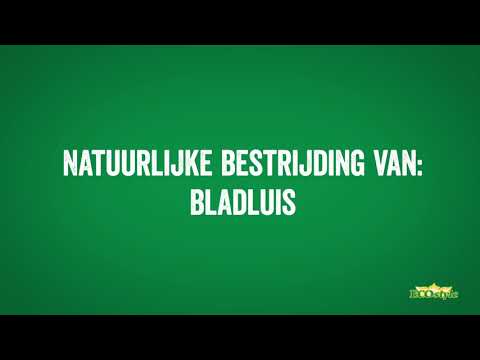 Bladluis bestrijden doe je met Lieveheersbeestjes