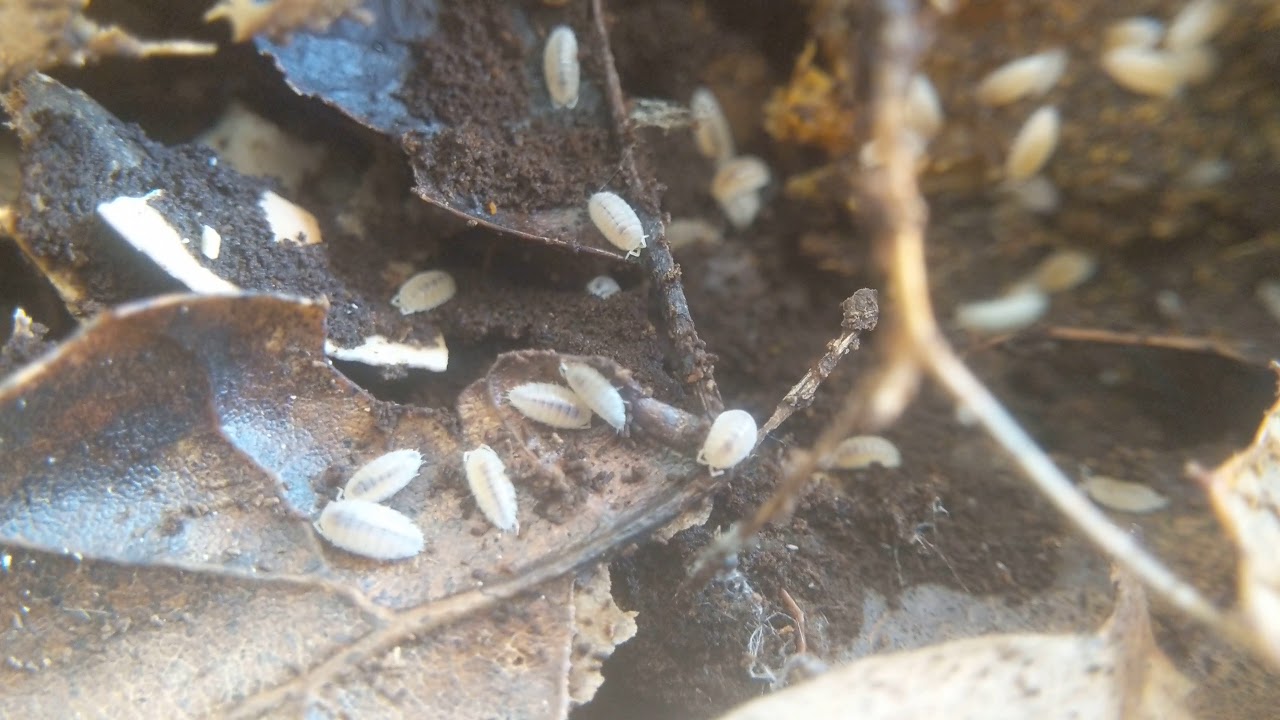 Trichorhina tomentosa (Dwarf White Isopod) Care - YouTube