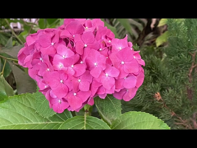 Gangtok Flowers by Ram Dutt Tripathi @Media Swaraj - मीडिया स्वराज