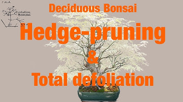 Maple Bonsai Hedge Pruning & Total Defoliation