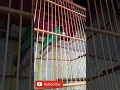 Cucak Ijo Vs Murai Batu Siapa Yg Hebat Mp3 - Mp4 Download