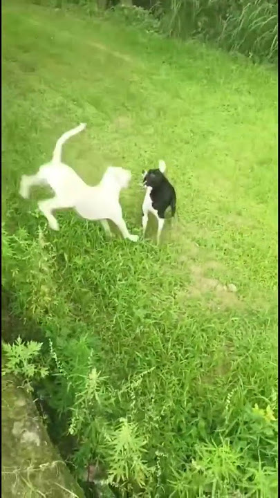 Dogo Argentino Action 😱on street dog Indoa,s Best dogo argentino india #dogbreeds #puppy #dogsworld