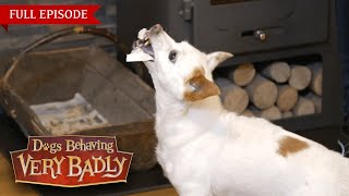 Dogs Behaving Very Badly  Series 3, Episode 8 | Full Episode