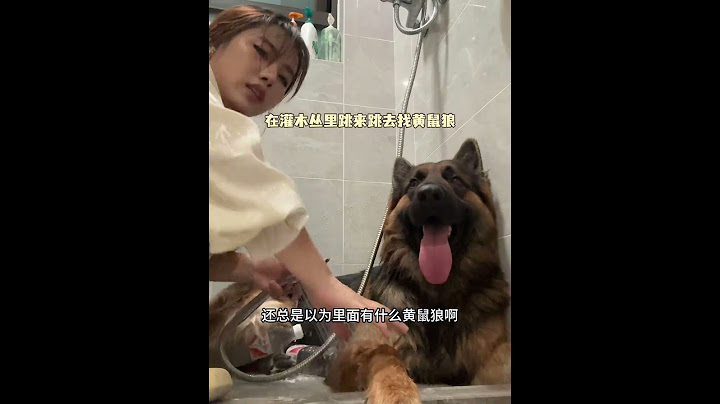 大家遛狗晚上也不能让狗狗剧烈运动啊，晚上也容易中暑 #德牧 #狗子日常 #养狗人 #狗狗中暑 #一看就非常乖的小狗