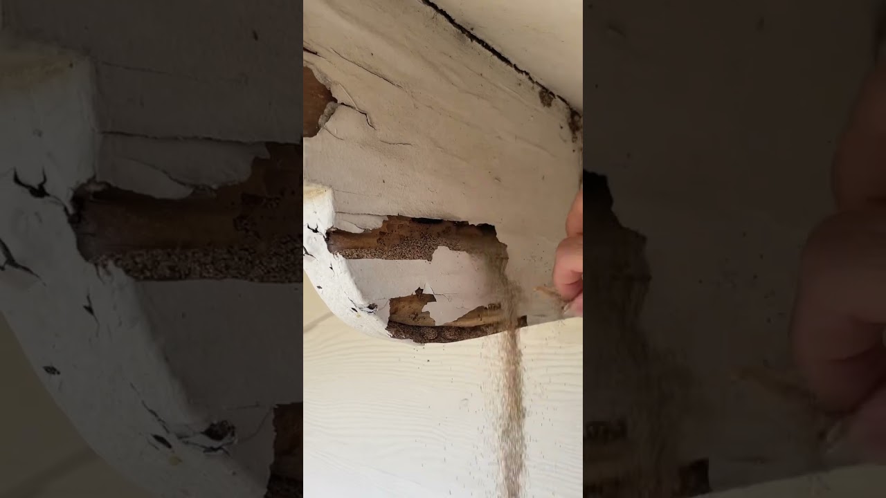 🪲 Don't Let Termites Sneak Up on You! 🏡