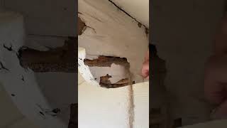 🪲 Don't Let Termites Sneak Up on You! 🏡 Wealth