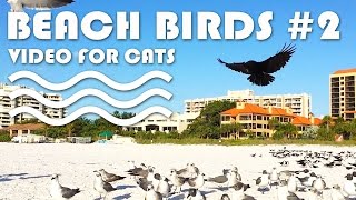 Bird Video For Cats - Beach Birds For Cats To Watch #2.