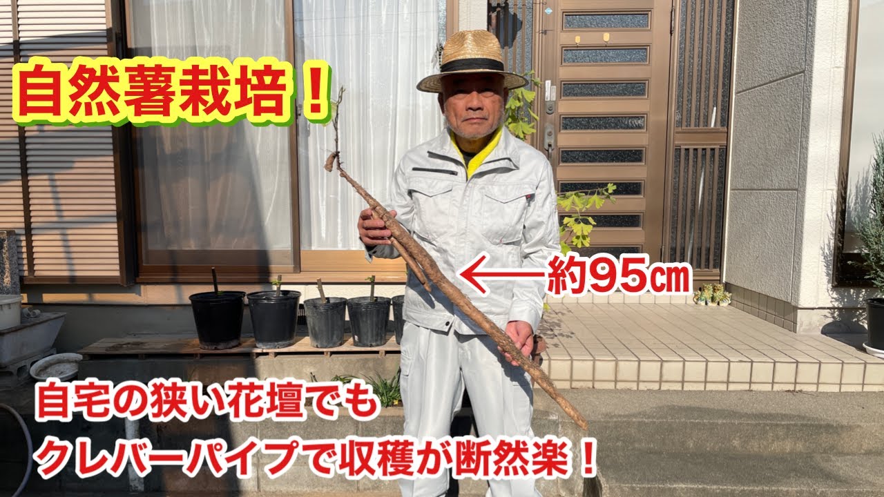 自然薯（山芋）栽培！自宅の狭い花壇でもクレバーパイプで収穫が断然楽です！
