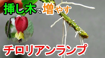 挿し木 Youtube
