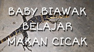 #biawak #makancicak  BABY VARANUS SALVATOR/BIAWAK BELAJAR MAKAN CICAK