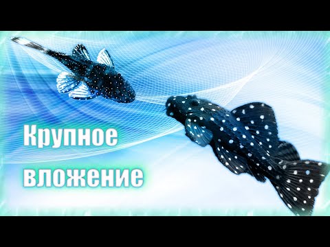 Большая сумма на