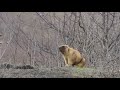 A serious guy. An adult marmot near the burrow. / Серьезный парень. Взрослый байбак возле норы.