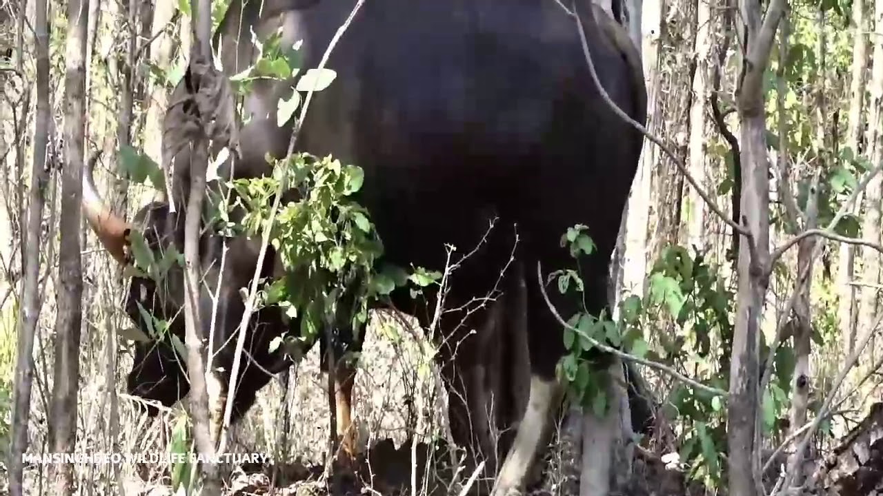 mymensingh Mansinghdeo wildlife sanctuary