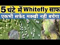 Whitefly incect control  5   white fly   best incecticide for white fly  safed makhi