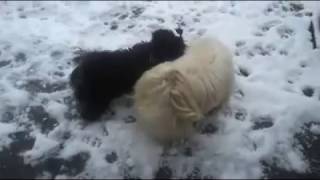 So cute xxxooo so playful xx by Dog Stud 113 views 7 years ago 1 minute, 21 seconds