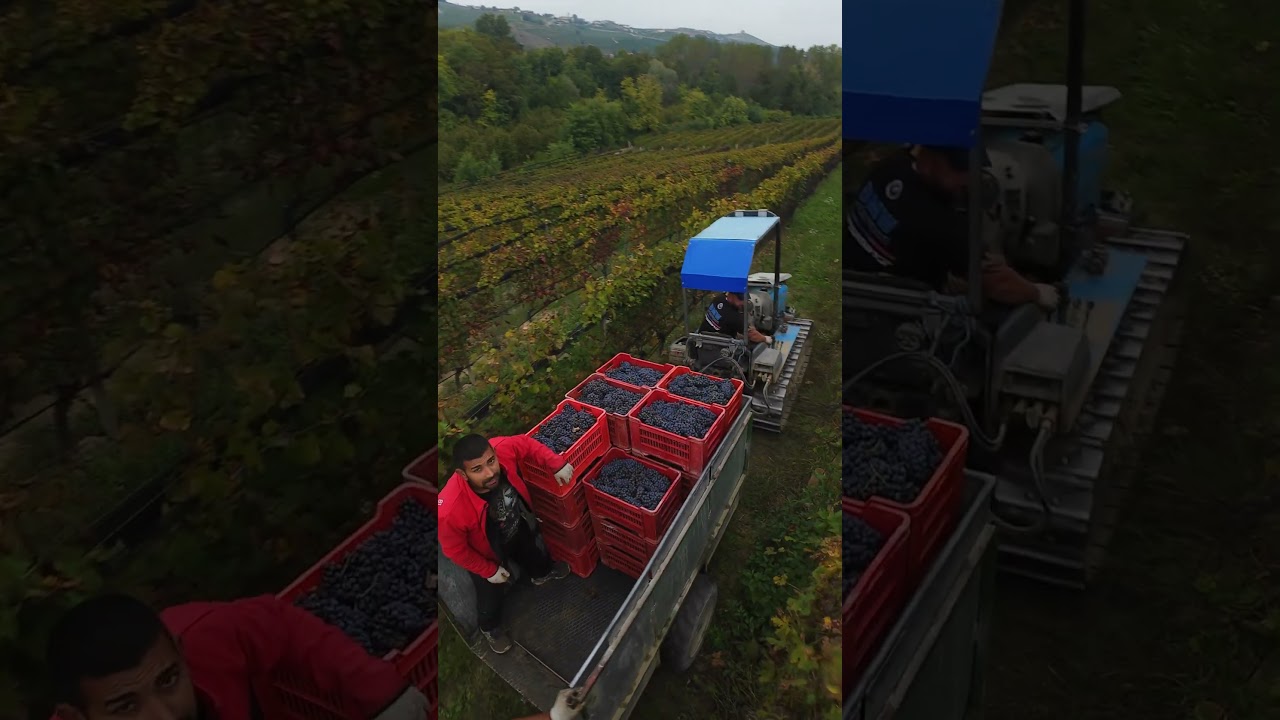 🍇 Harvest 2025 | Nebbiolo for Barolo – Bussia Vineyards