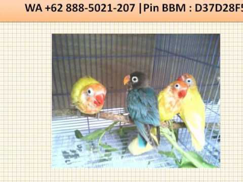 Wa 62 888 5021 207 Jual Burung Lovebird Ternak Peternak