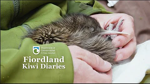 Fiordland Kiwi Diaries Trailer 1 | Department of Conservation