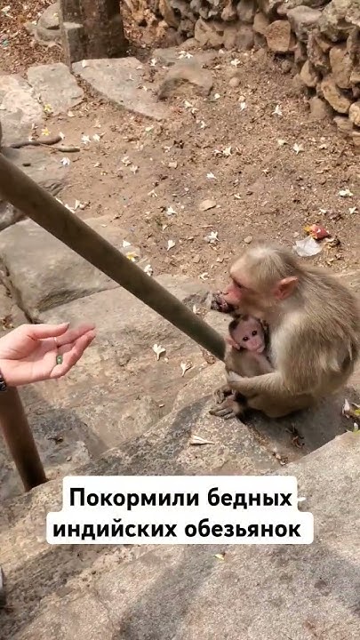 Дикие обезьяны #india #melukote #monkey #мама - YouTube