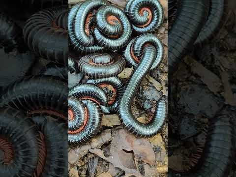 Lot of Millipedes #shorts