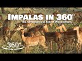 Impala in 360° - VR Wildlife Documentary - Everything you need to know about Impalas