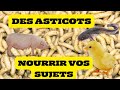 Des asticots pour nourrir vos volailles poissons et porcs a moindre cout