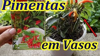 Como Plantar Pimenta Orgânica em Vaso