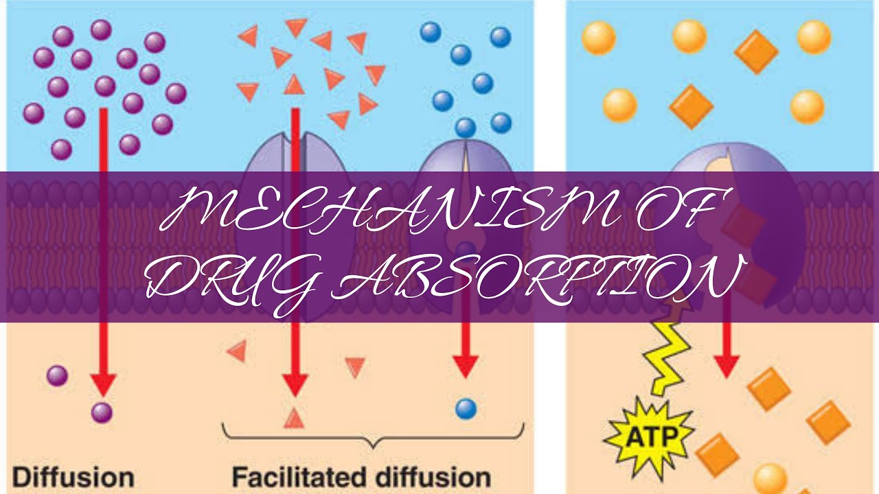 MECHANISM OF DRUG ABSORPTION ACTIVE TRANSPORT PASSIVE TRANSPORT