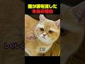 猫が涙を流した本当の理由 #猫 #猫動画 #猫のいる暮らし #かわいい猫 #猫の反応