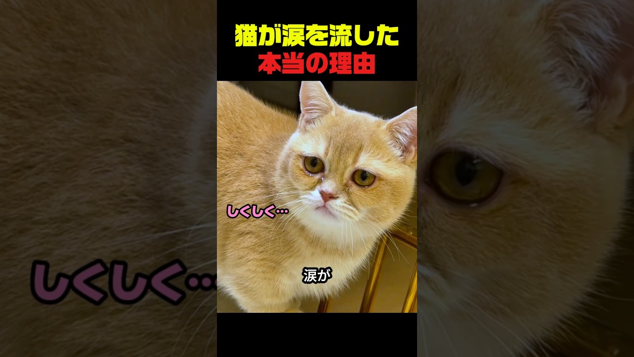 猫が涙を流した本当の理由 #猫 #猫動画 #猫のいる暮らし #かわいい猫 #猫の反応