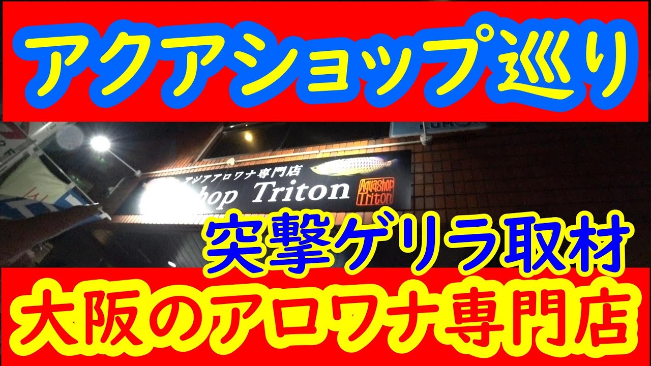 熱帯魚屋巡り アクアショップトリトンさんへ行ってきた 大阪アロワナ専門店 Youtube