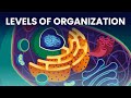 Biological Organization Quiz