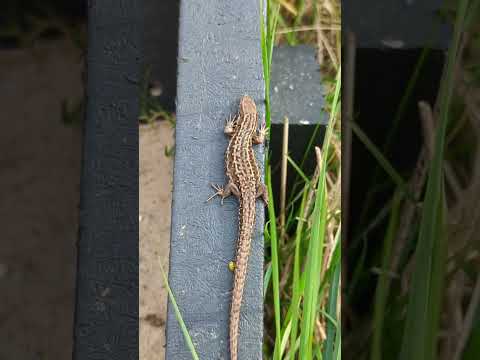 A Common Lizard at Minsmere - spot the ladybird