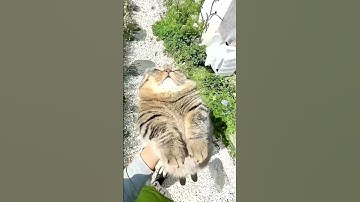 💗Cat scratching board source factory #cat #catcare #catbehavior #funnyanimals #funnypets