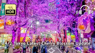 As of 4/2 - Tokyo Latest Cherry Blossom Update: Shibuya is in almost full bloom! [4K/HDR/Binaural]