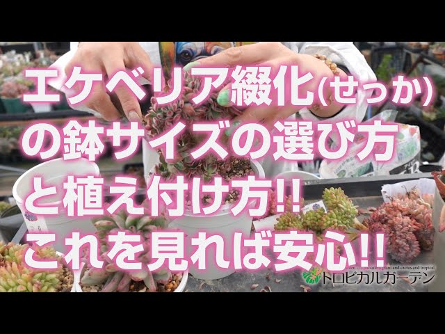 2024.04.12【Succulent】How to choose the pot size and plant