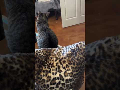  قطتي الصغيرة إرهابية لكنها لطيفة للغاية محبي القطط قطة قطة صغيرة