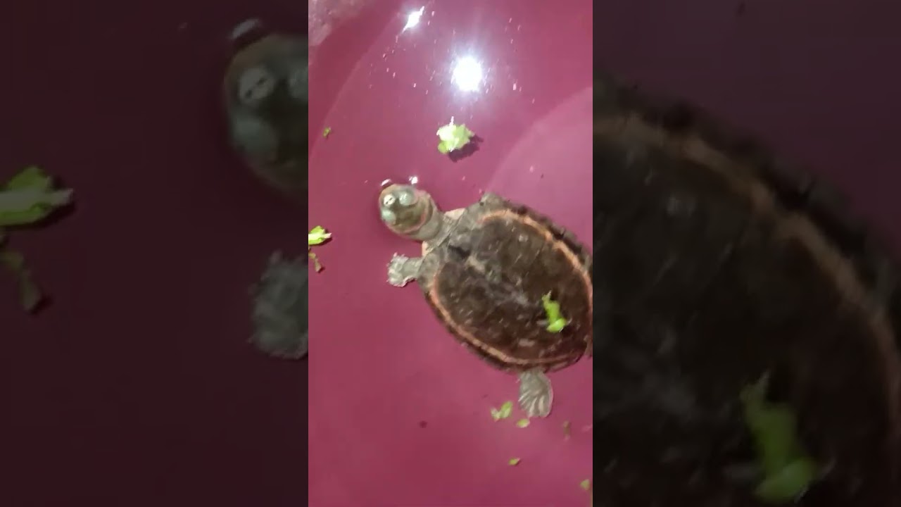 my two unique turtle 🐢 