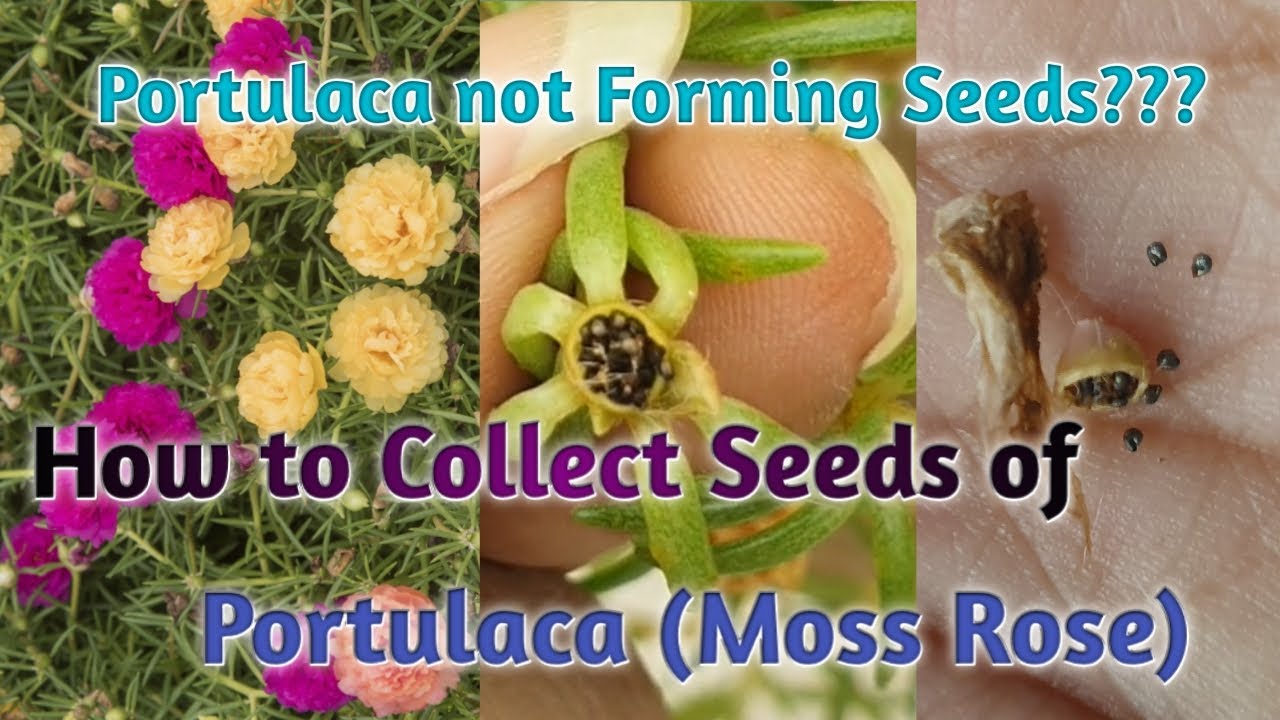 How to Collect Seeds from Portulaca/Moss  Rose/9 o'clock Plant//Why your Portulaca not forming seeds