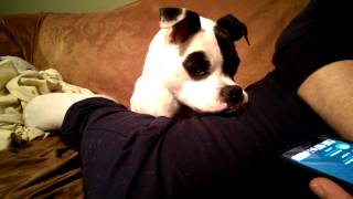 Listening To Kittens With Cuda The Pit Bull