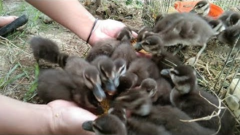 Pelihara Burung Belibis dan Bebek Teryata ini Perbedaanya