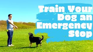 Train your dog to stop in emergencies!