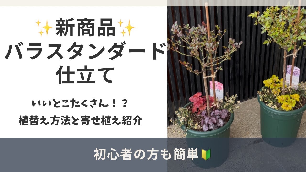 新商品】バラスタンダード仕立ての説明と植え替え方法の動画 - YouTube