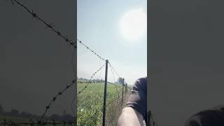 Janu