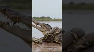Giant Python Wraps Around Crocodile Neck and Squeezes!