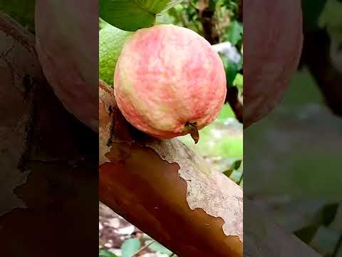 شجره الجوافه الحمراء ب50ج أطلب الان   اكسبلور