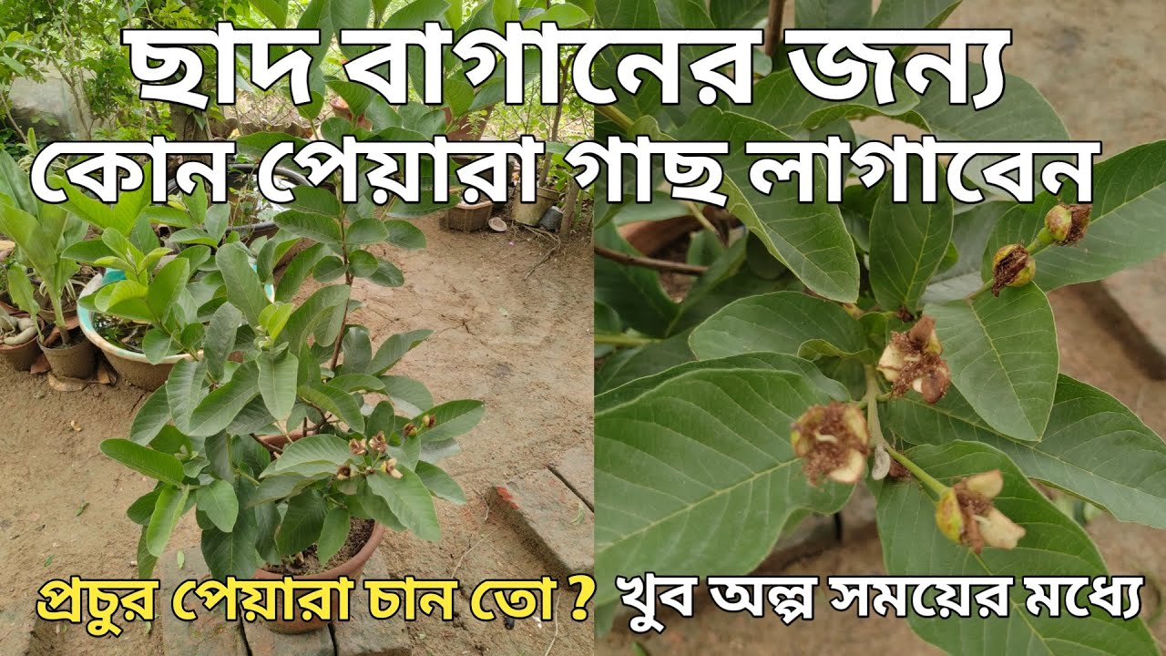 Which Variety Of Guava Tree To Plant For Roof Garden & Why || Best Soil For All Type Guava Tree ||