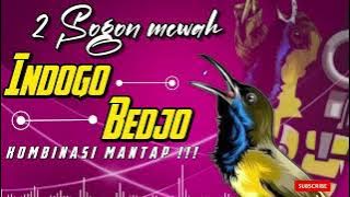 BARU‼️ MASTERAN SOGON INDIGO FEAT BEDJO #sogon #sogongacor #sogokontong #sogokontonggacor