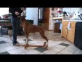 Stacking a Mature Dog Using the Ulitmate Dog Stacker Stacking a Mature Dog Using the Ulitmate Dog Stacker